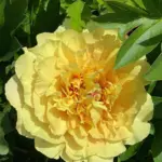 Пион Ито гибрид Гарден треже  (Garden Treasure)