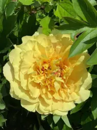 Пион Ито гибрид Гарден треже  (Garden Treasure)