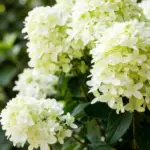 Гарденлайт Уайтлайт (Gardenlight Whitelight ) Гортензия метельчатая, 2х летний саженец