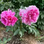 Пион Джакорма(Jacorma)