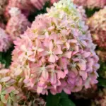 Пиксио (Pixio) Гортензия метельчатая, 2х летний саженец