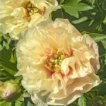 Пион Ито гибрид Кенери бриллиантс (Canary Brilliants)