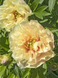 Пион Ито гибрид Кенери бриллиантс (Canary Brilliants)