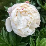 Пион Блаш квин (Blush Queen)