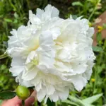 Пион Дюшес де Немур (Duchesse de Nemours)
