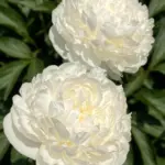 Пион Mother's Day