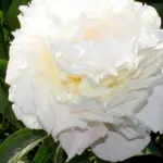 Пион Гардения (Gardenia)